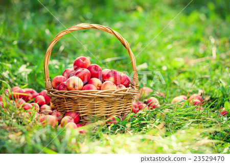 Basket with red apples on the grass in the garden Basket with red apples on the grass in the garden 23529470