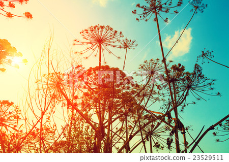 Dry dill plant against sunset sky 23529511