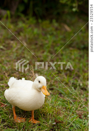 叫鴨子在公園裡玩 叫鴨子在公園裡玩 23529554