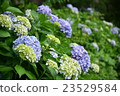 hydrangea   23529584