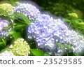hydrangea   23529585