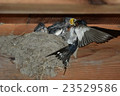 Swallow  23529586