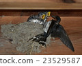 Swallow  23529587