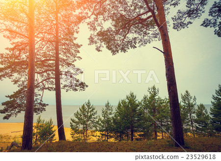 Pine trees near sea. Neringa, Lithuania 23529618