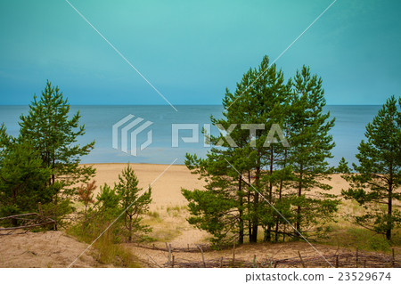 Pine trees near sea. Neringa, Lithuania 23529674