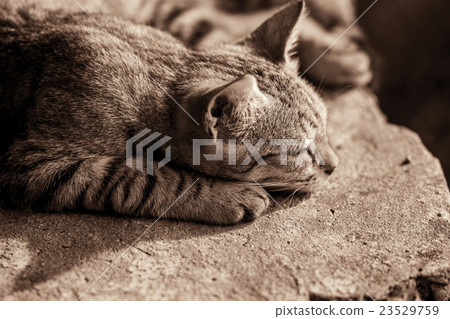 Cat sleeping on the stone, toned black and white Cat sleeping on the stone, toned black and white 23529759