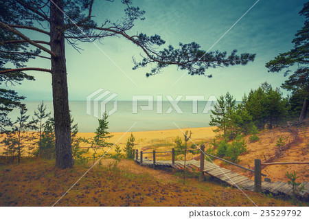 Pine trees near sea. Neringa, Lithuania 23529792