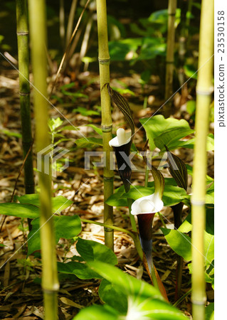 雪蛋糕 雪蛋糕 23530158