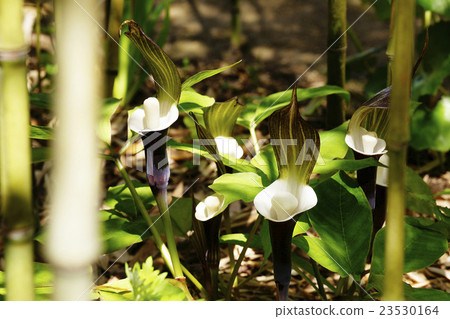 雪蛋糕 雪蛋糕 23530164