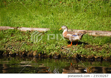 Duck of the water Duck of the water 23530267