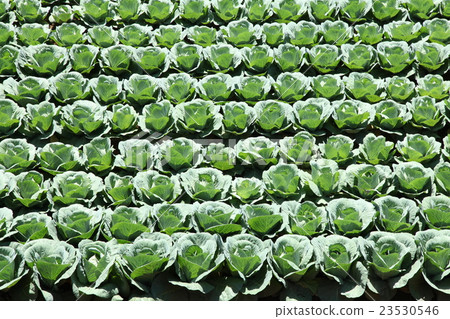 Cabbage field 23530546