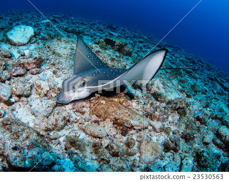 Madara Tsuboei 23530563