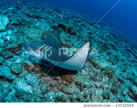 Madara Tsuboei 23530564