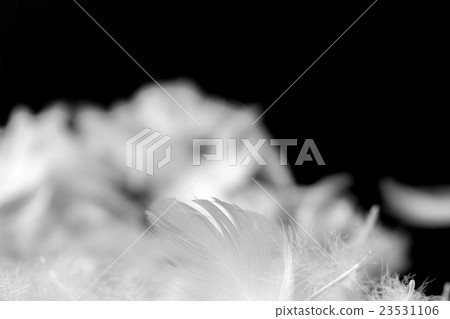 羽毛 23531106