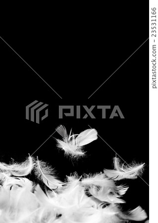 羽毛 羽毛 23531166