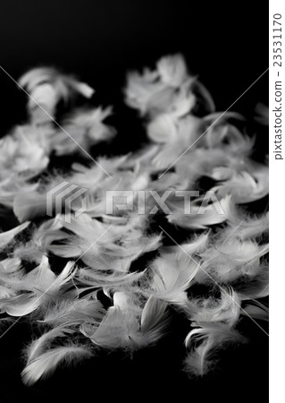 羽毛 羽毛 23531170