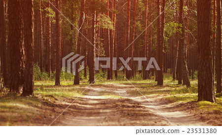 warm summer sunset in pine forest 23531380