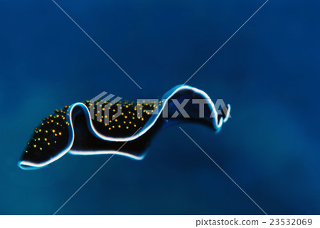 Swimming flounder Swimming flounder 23532069