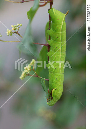 Larva of grapes and squirrels and wild grapes 23532732