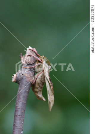 Cloud Crest Pattern It is a beautiful pattern of green ungulates. 23533072