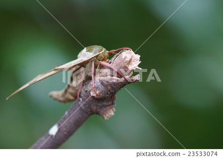 Cloud Crest Pattern It is a beautiful pattern of green ungulates. Cloud Crest Pattern It is a beautiful pattern of green ungulates. 23533074