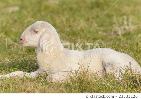 portrait of lamb 23533126