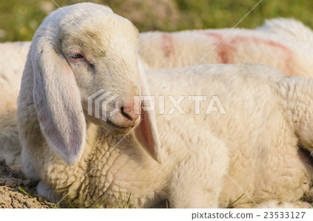 portrait of lamb 23533127