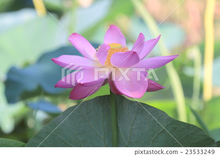 蓮花 蓮花 23533249