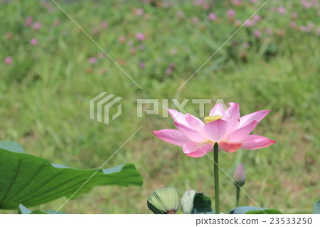 蓮花 蓮花 23533250