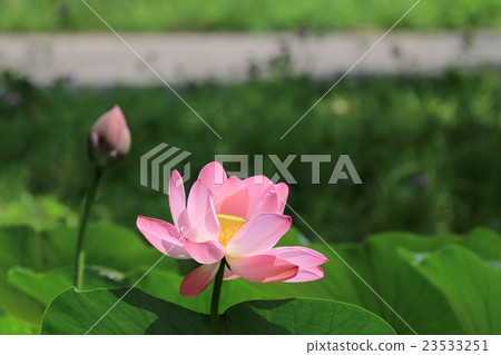 蓮花 蓮花 23533251