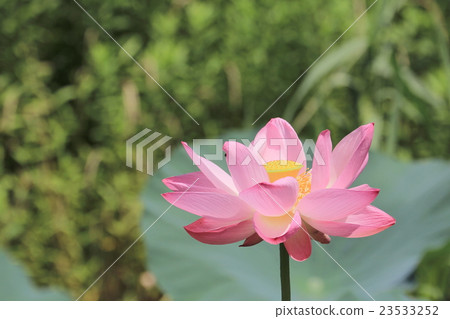 蓮花 蓮花 23533252
