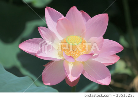 蓮花 蓮花 23533253