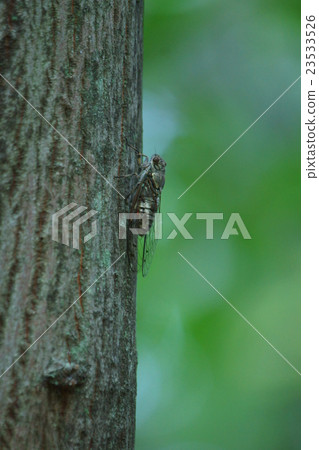type of cicada type of cicada 23533526