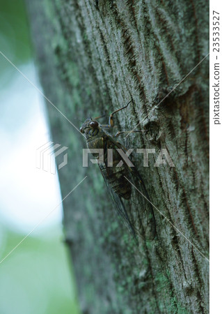 type of cicada 23533527