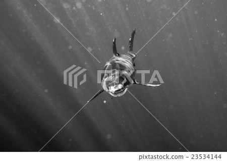 Great White shark ready to attack 23534144