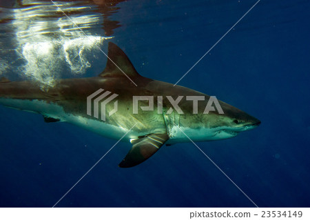 Great White shark ready to attack underwate 23534149
