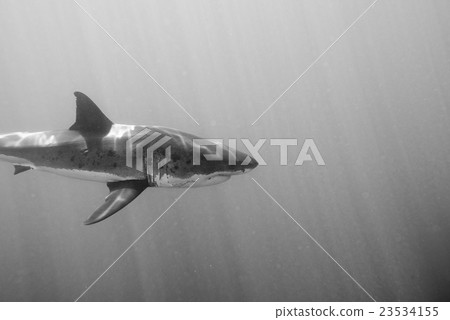 Great White shark attack in black and white 23534155