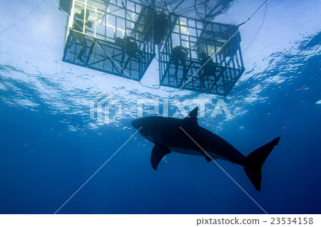 Cage dive with Great White shark ready to attack 23534158