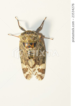 好的小的白色背景 23534276