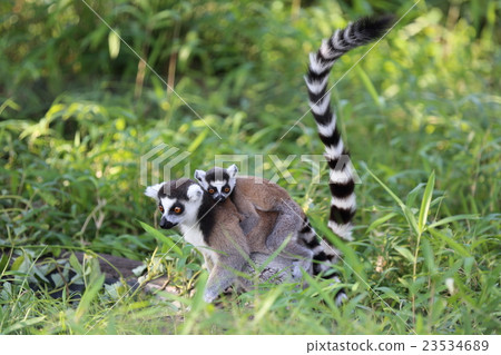 Famous parent and child Wow lemur 23534689
