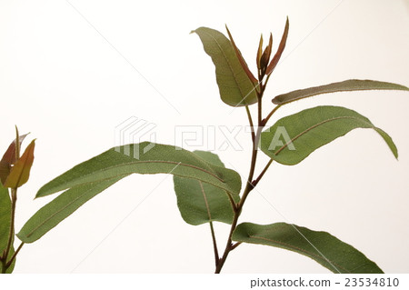 Lemon eucalyptus 23534810