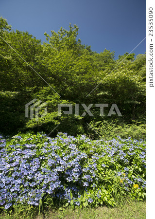 Summer sky and hydrangea 23535090