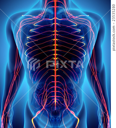 3D illustration male nervous system. 23535280