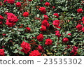 A rose garden 23535302