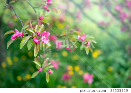 Spring nature background with pink blossom flower Spring nature background with pink blossom flower 23535339