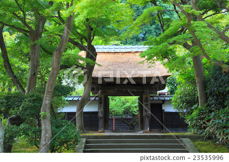 新綠色包圍的聖徒森林 23535996