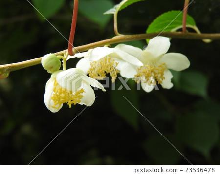 What I often said is "Matatabi to a cat". It is used as a very favorite thing for example. White and cute flowers bloom in summer What I often said is "Matatabi to a cat". It is used as a very favorite thing for example. White and cute flowers bloom in summer 23536478