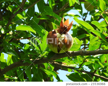 In addition to ornamental items such as garden trees, pomegranate to be edible. Contains female hormone estrogen, it is useful for beauty and health In addition to ornamental items such as garden trees, pomegranate to be edible. Contains female hormone estrogen, it is useful for beauty and health 23536966