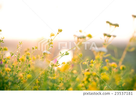 Beautiful rural landscape with sunrise over meadow Beautiful rural landscape with sunrise over meadow 23537181