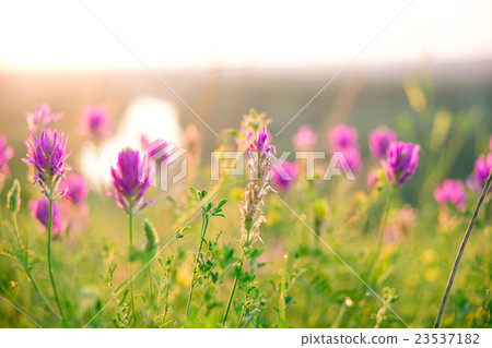 Beautiful landscape with the wilderness of herbs Beautiful landscape with the wilderness of herbs 23537182